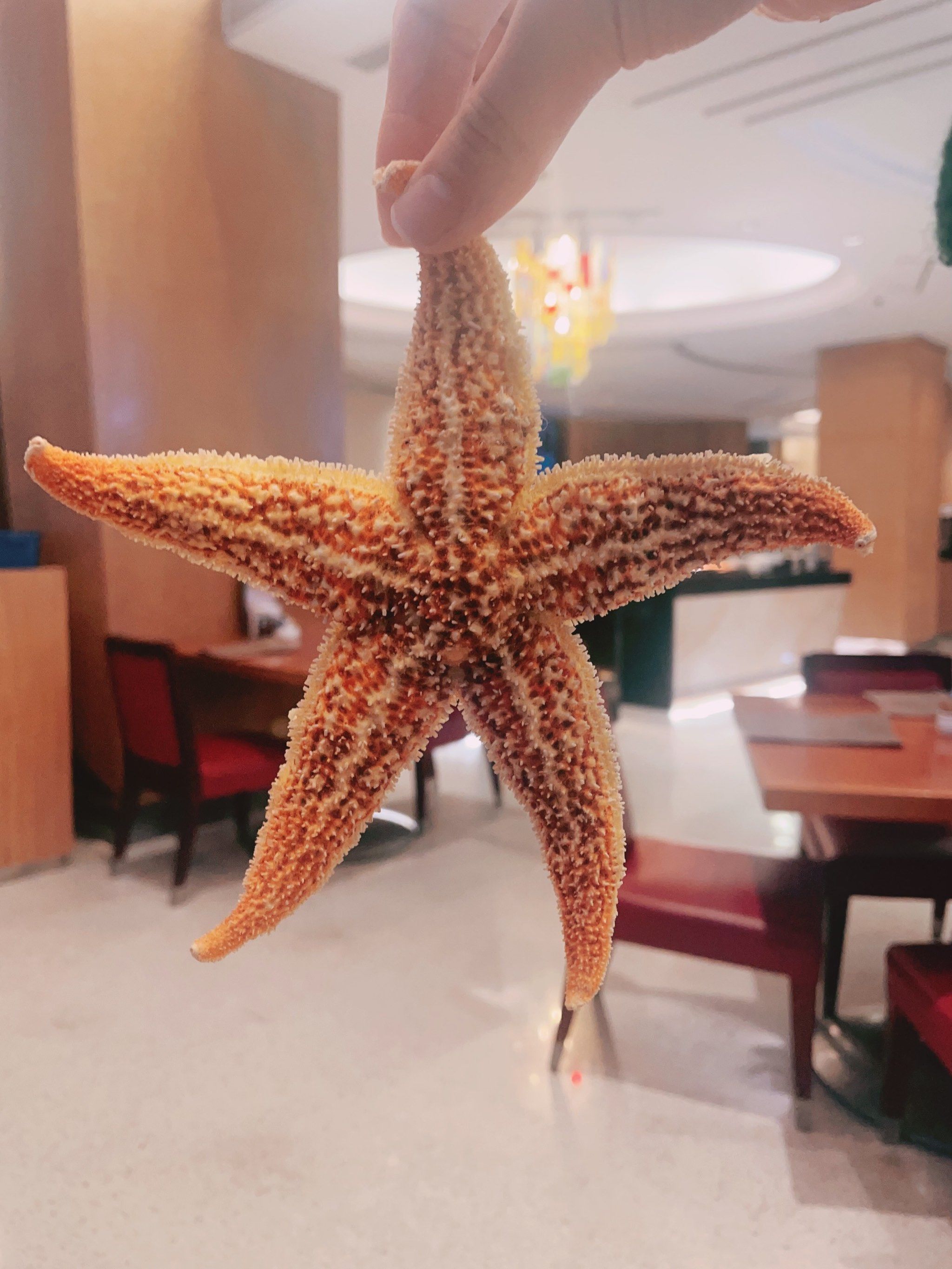 如今的海星 已经物是人非