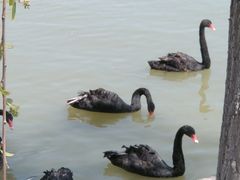 -天津东丽湖风景区