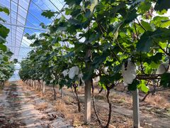 -马陆小张葡萄园农家乐