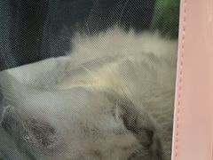 -爱侣·安琦尔宠物医院·中兽医针灸·心内科·狂犬免疫点(宝山区院)