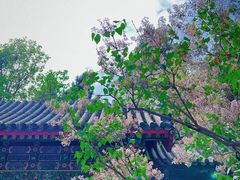 -颐和园