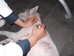 打针-中农大我爱我爱24h动物医院·中医针灸·猫专科·骨科医疗中心(双井店)
