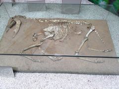 -中国地质大学逸夫博物馆