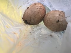 -金盆阿嬷香菇茶叶蛋(玄光店)