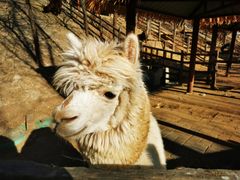 -北京鹿世界主题园