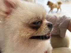 -怪兽屋·羊驼·猫咖·狗咖(俊华广场店)