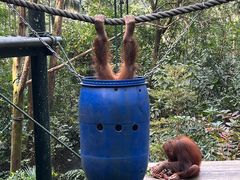 -广州长隆野生动物世界