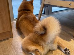 -南京Hallo宠物乐园·哈罗犬舍·柴犬繁育基地