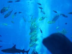 -亚特兰蒂斯•OSSIANO奥西亚诺海底餐厅
