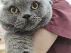 -瑞鹏宠物医院·骨科·猫科·内科(第一中心)