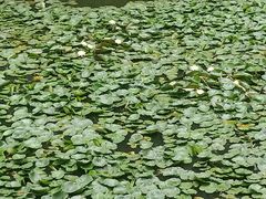 -合肥滨湖国家森林公园