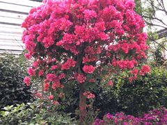 -金科花卉市场