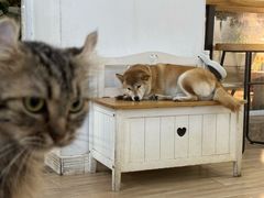 -李小姐の猫咖啡馆(五角场店)