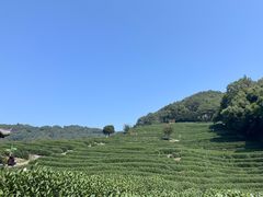 -阿巧茶庄