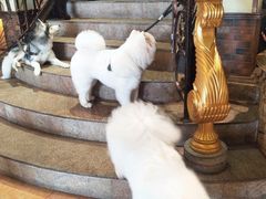 -more than meow吴止猫主题餐厅(承德 中船汇店)