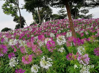 趁着周日忙里偷闲去小榄菊花展看看