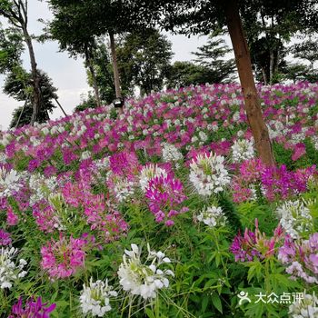 趁着周日忙里偷闲去小榄菊花展看看