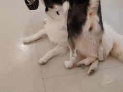 -共舞时光猫咖·狗咖(新街口店)