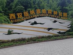 -西双版纳原始森林公园