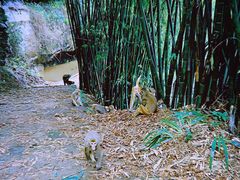 -重庆雨台山风景区