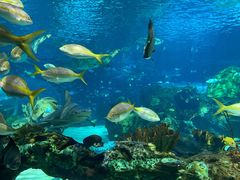 -瑞普利水族馆