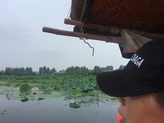 -白洋淀景区
