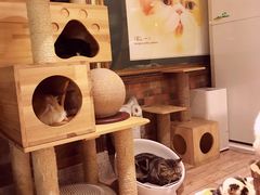 -more than meow吴止猫主题餐厅(承德 中船汇店)