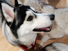 -Husky Go! 哈士奇体验馆·宠物咖啡厅狗咖