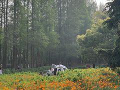 -上海滨江森林公园