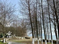 -西京湾花海