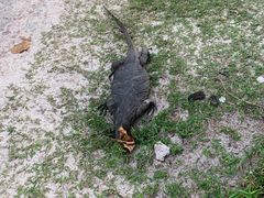 -东姑阿都拉曼海洋公园