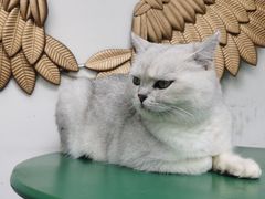 -喵屿·大理花园猫咖