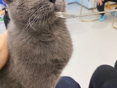 -糯米喵星人·撸猫猫舍咖啡馆(西市场嘉华店)