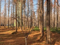 -黄海国家森林公园