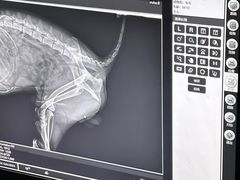-谐和贝康宠物医院24小时·宠保定点(急重症转诊中心)