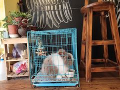 -志龙皇冠吃货椰子铺