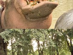 -广州长隆飞鸟乐园