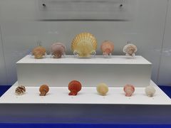 -贝壳王国博物馆
