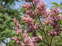 -白草畔自然风景区