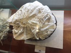 -璞真扎染博物馆