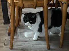 -海边的猫和咖啡馆