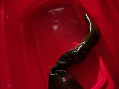 -绝味鸭脖(双龙路店)