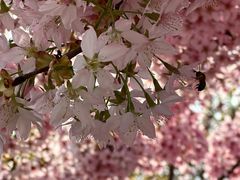 -古柏渡丰乐樱花园