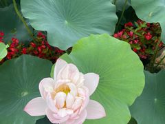 -荷兰花海