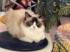 -平行世界·猫咖(首经贸店)