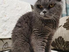 -宠福鑫康馨动物医院·骨科·眼科
