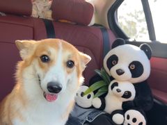 -瑞派康怡24h宠物医院·犬猫医疗中心·微创绝育(瑞景分院)