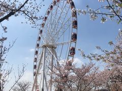 -顾村公园