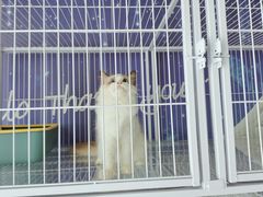 -喵百万·布偶·蓝金金渐层英短·猫舍(百子湾店)