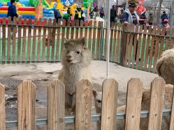 -萌宠亲子动物乐园(槐房万达店)